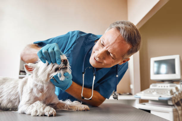 Best Cosmetic Emergency Dentistry in Brunswick, NC